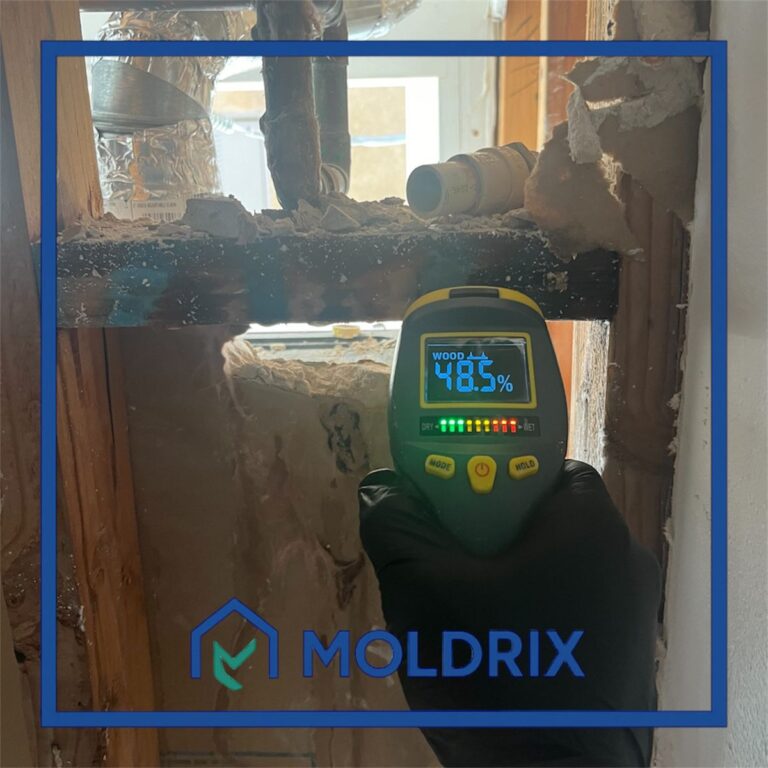 Mold Inspection Services in Los Angeles